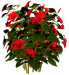 Цветы в PNG