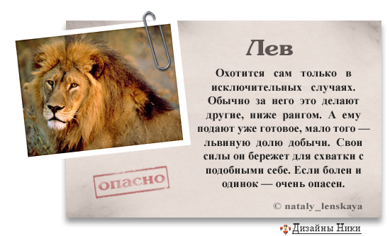 Описание льва на английском. Высказывания про Львов по гороскопу. Цитаты про Львов по гороскопу. Интересные факты о знаке зодиака Лев. Высказывания про Льва по гороскопу.